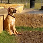 Perfect for floppy eared swimmers!!