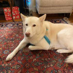 Best of the available options for us