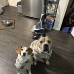 Good for dog with allergy's