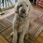 Love the delivery and ease of switching to Vetrx.