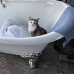 Great New Appetite Motivator For Picky Cats!