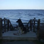 Synovial-Flex Soft Chews