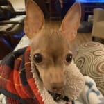 Claro Otic Solution for Dogs Ear Infection Treatment VetRxDirect
