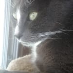 Protection for my cat's heart..