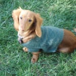 This medication has really helped my dog.