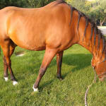 Helps with reaction to bug bites