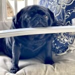 Bravecto works for Olive.