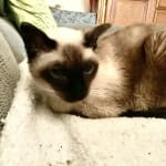 Best fluids available for your CKD pet