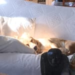 Pimobendan Keeps Aubrey Healthy