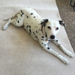 Advantage Multi is A1 in our dog's life