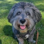 Great experience ordering with VetRxDirect!