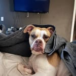 Always helps with infections