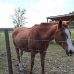 Great results,  would purchase again