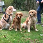 Post entropion surgery help.