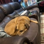 This medication keeps my dogs thyroid healthy