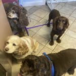 Best Ear Cleaner for Dogs