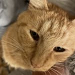 This medication helped my cat a lot.