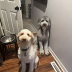 Don't forget vitamin D for pets too