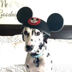 Excellent product to insure good gut health for my dog.