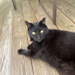 Potassium supplement for cat