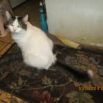 Advantage-Like Product Less Expensive