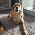 Helps my dog