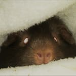 Helped my piglet normalize