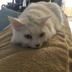 Of my cats has a separation anxiety disorder and this medici