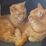 Helping my kidney cat