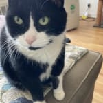 This medication help my pet