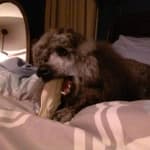 Love Clenz a dent strips!