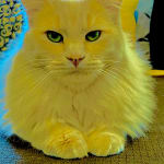 No more broken teeth for my vegan allergic Kennedy.