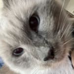 This med helps my pet