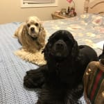Medicine Helping