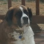 Visbiome is the best probiotic on the market