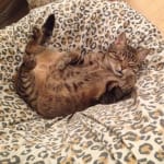 Helping to keep my ancient cat alive and healthy