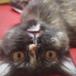 Makes my Great Dane like a puppy again