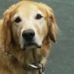 Tea Tree Oil is Great for Preventing Ear Infections!