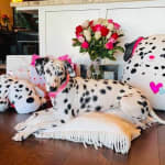 Excellent product to insure good gut health for my dog.