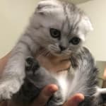 I use this product for all my cats and kittens