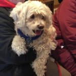 This product left his fur so soft too!