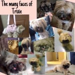 I would buy from VetRx again and again