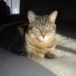 Lantus insulin 100 units pen