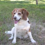 Visbiome has help my beagle endure chemo therapy