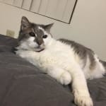The best in diabetic supplies for pets