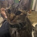 This Helps tons if your cat has Stomatitis. A Godsend