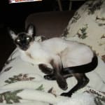 Recommended and would buy again