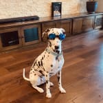 Excellent product to insure good gut health for my dog.