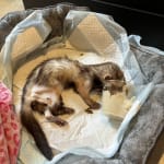 Keeping my ferret alive