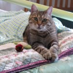 As long as this continues to help him, I will be purchasing